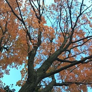 Meet your Posher, Simone